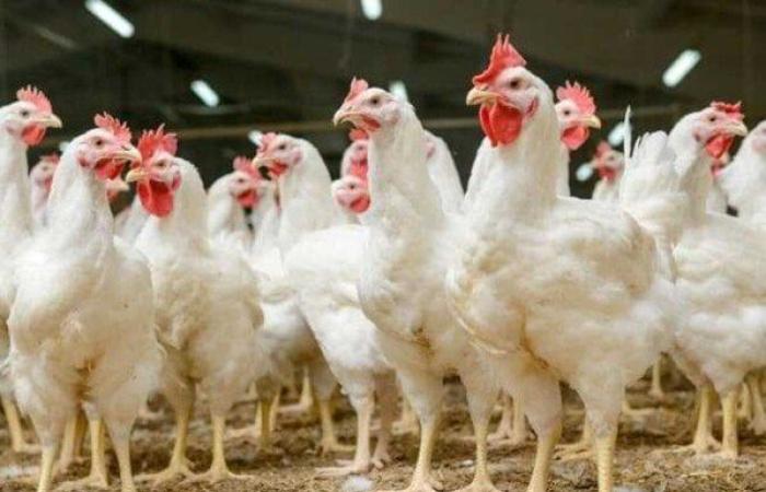 بورصة الدواجن اليوم الخميس 1 مايو 2025.. أسعار الفراخ والبيض في السوق الآن