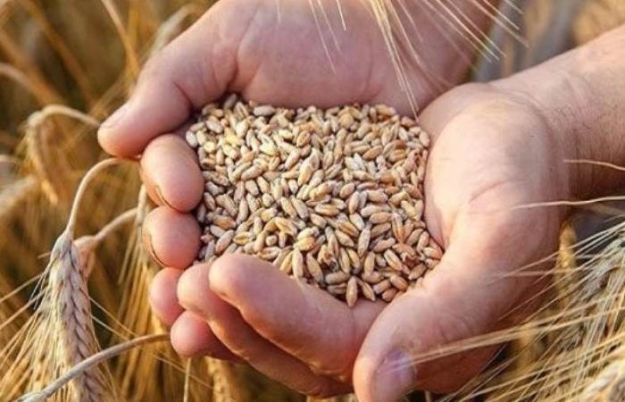 بشرى سارة من وزير الزراعة بشأن إنتاجية القمح