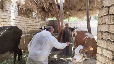 انطلاق الحملة القومية للتحصين ضد الجلد العقدي في الأبقار وجدري الأغنام والماعز بالمنيا